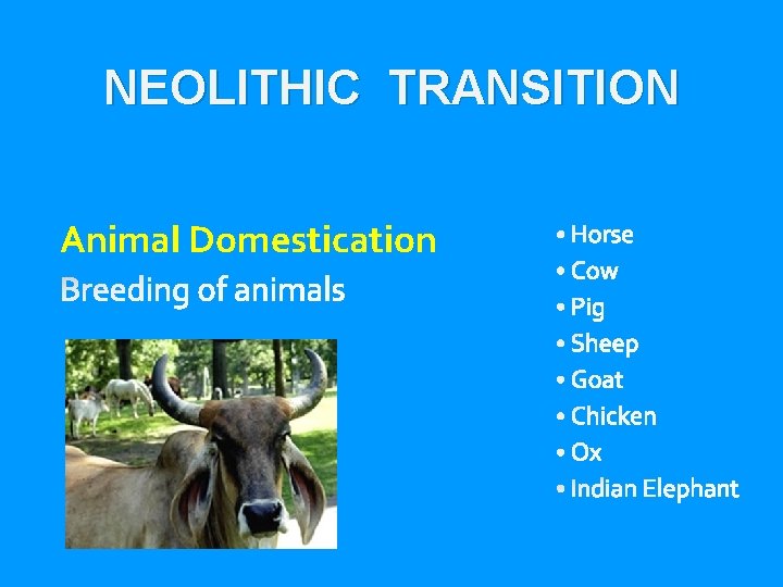 NEOLITHIC TRANSITION Animal Domestication 