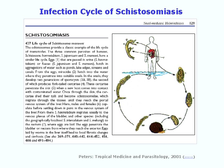 Infection Cycle of Schistosomiasis Peters: Tropical Medicine and Parasitology, 2001 (www) 