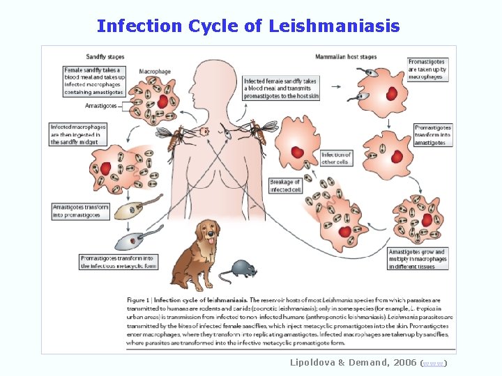 Infection Cycle of Leishmaniasis Lipoldova & Demand, 2006 (www) 