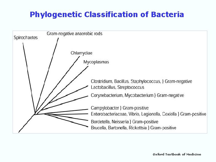 Phylogenetic Classification of Bacteria Oxford Textbook of Medicine 