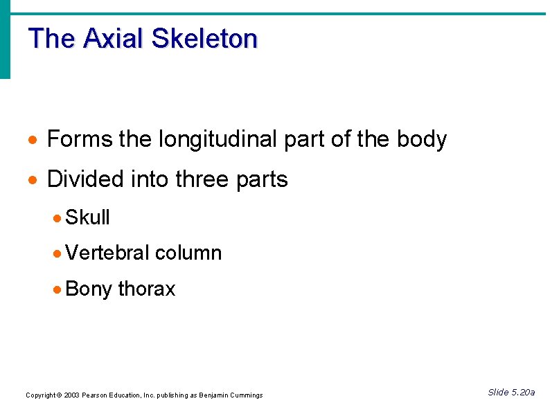 The Axial Skeleton Forms the longitudinal part of the body Divided into three parts