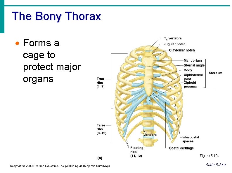 The Bony Thorax Forms a cage to protect major organs Figure 5. 19 a