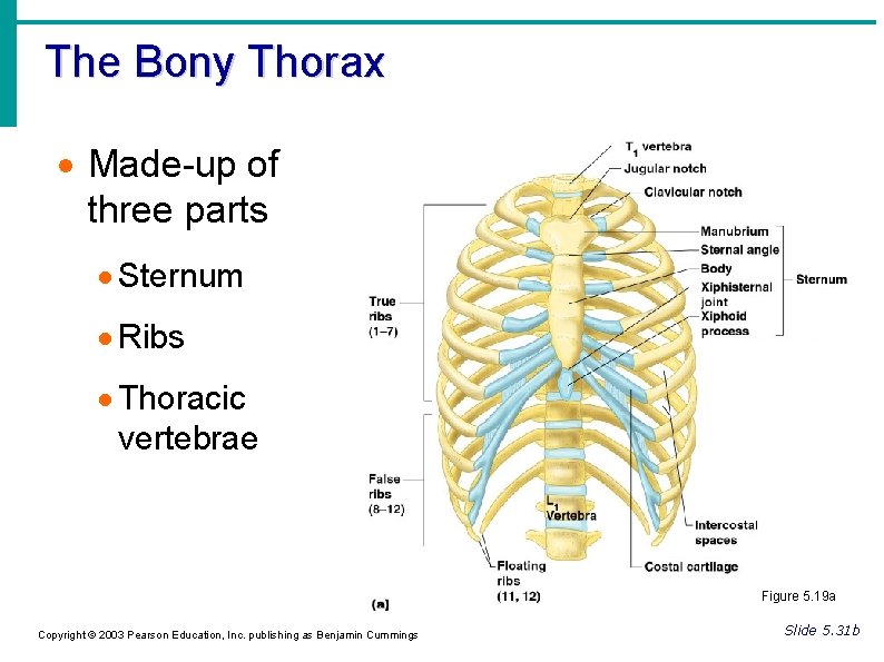 The Bony Thorax Made-up of three parts Sternum Ribs Thoracic vertebrae Figure 5. 19