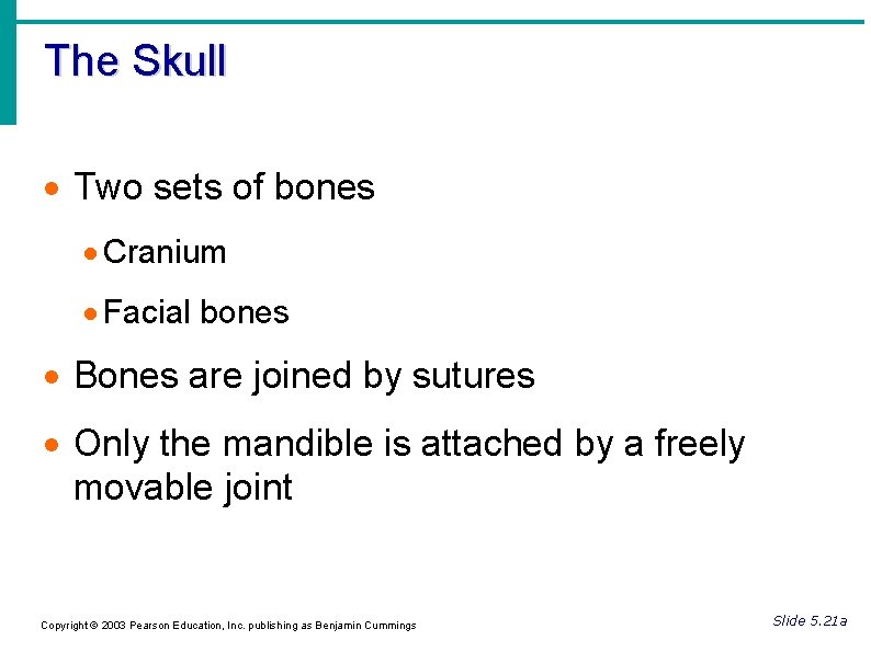 The Skull Two sets of bones Cranium Facial bones Bones are joined by sutures