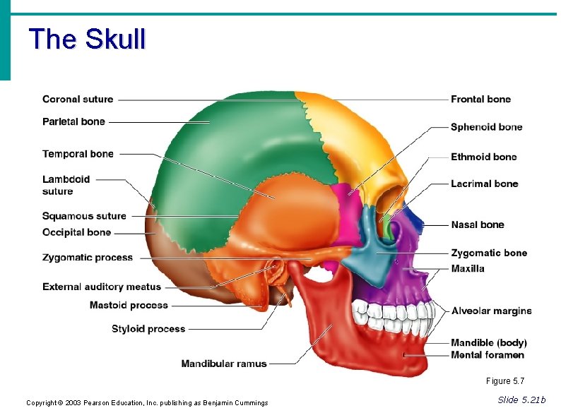 The Skull Figure 5. 7 Copyright © 2003 Pearson Education, Inc. publishing as Benjamin