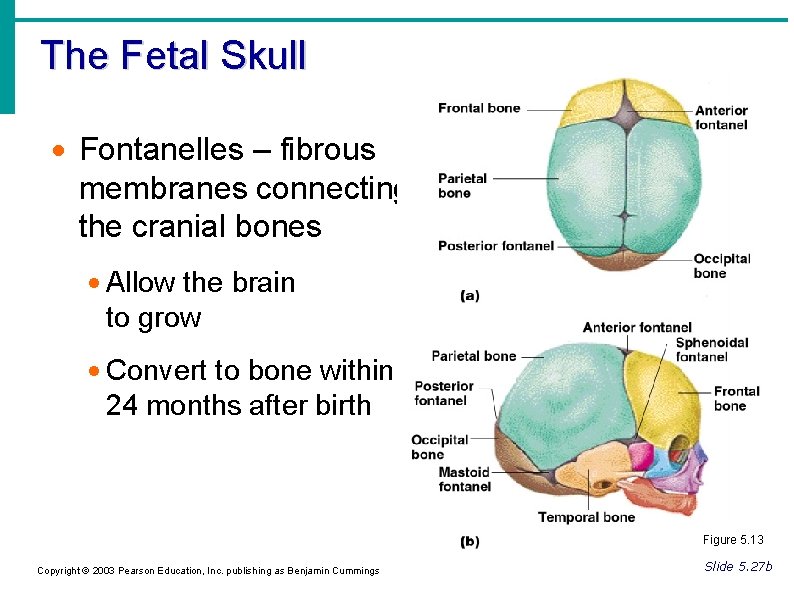 The Fetal Skull Fontanelles – fibrous membranes connecting the cranial bones Allow the brain