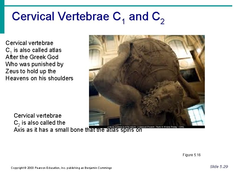 Cervical Vertebrae C 1 and C 2 Cervical vertebrae C 1 is also called