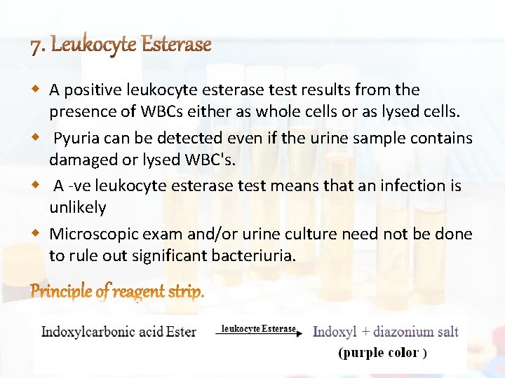  A positive leukocyte esterase test results from the presence of WBCs either as