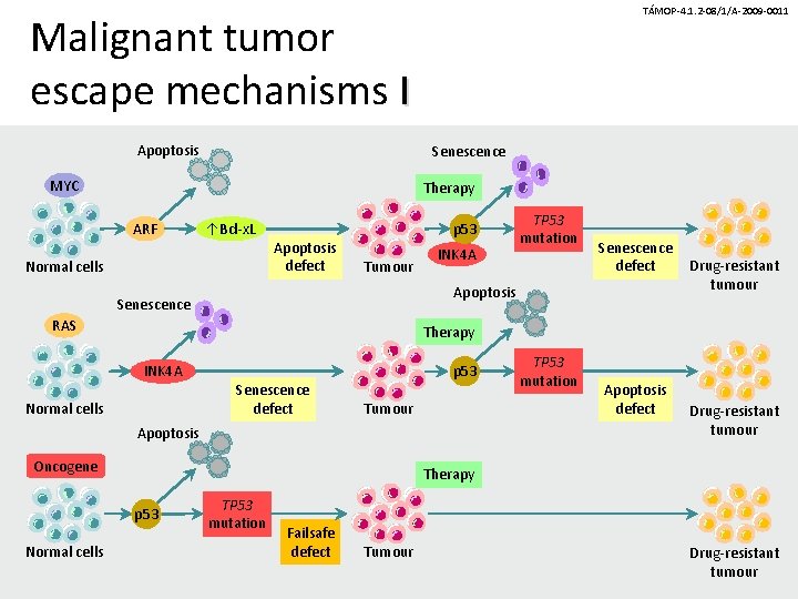 TÁMOP-4. 1. 2 -08/1/A-2009 -0011 Malignant tumor escape mechanisms I Apoptosis Senescence MYC Therapy TÁMOP-4. 1. 2 -08/1/A-2009 -0011 Malignant tumor escape mechanisms I Apoptosis Senescence MYC Therapy