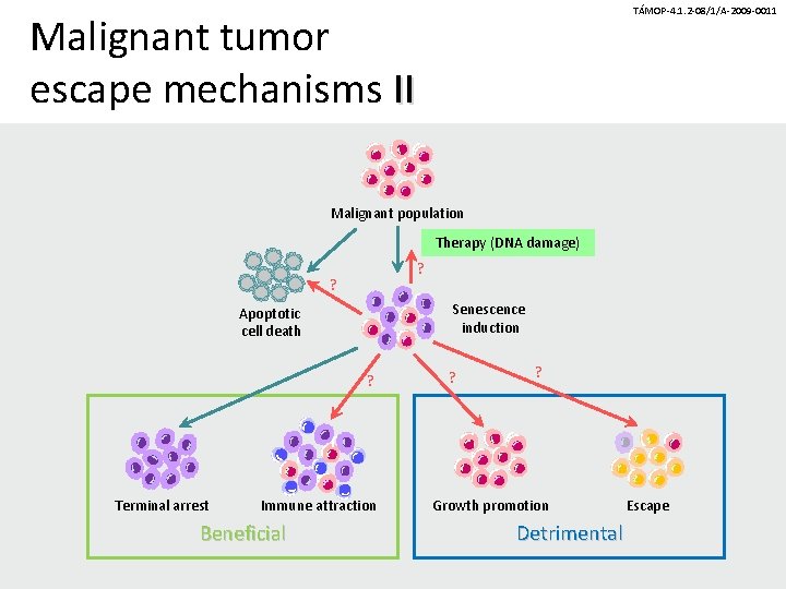 TÁMOP-4. 1. 2 -08/1/A-2009 -0011 Malignant tumor escape mechanisms II Malignant population Therapy (DNA