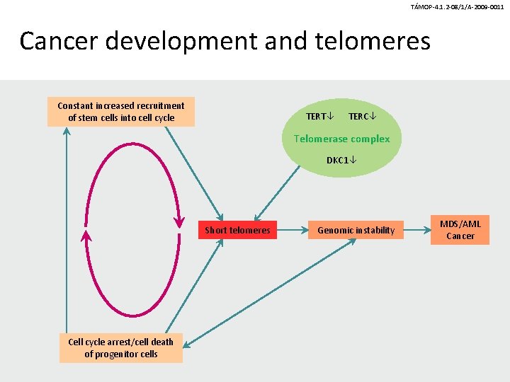 TÁMOP-4. 1. 2 -08/1/A-2009 -0011 Cancer development and telomeres Constant increased recruitment of stem TÁMOP-4. 1. 2 -08/1/A-2009 -0011 Cancer development and telomeres Constant increased recruitment of stem