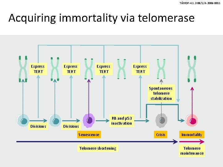 TÁMOP-4. 1. 2 -08/1/A-2009 -0011 Acquiring immortality via telomerase Express TERT Spontaneous telomere stabilization TÁMOP-4. 1. 2 -08/1/A-2009 -0011 Acquiring immortality via telomerase Express TERT Spontaneous telomere stabilization