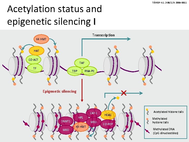 TÁMOP-4. 1. 2 -08/1/A-2009 -0011 Acetylation status and epigenetic silencing I Transcription K 4