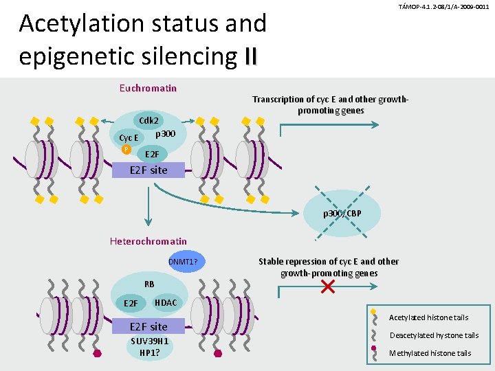 TÁMOP-4. 1. 2 -08/1/A-2009 -0011 Acetylation status and epigenetic silencing II Euchromatin Cdk 2