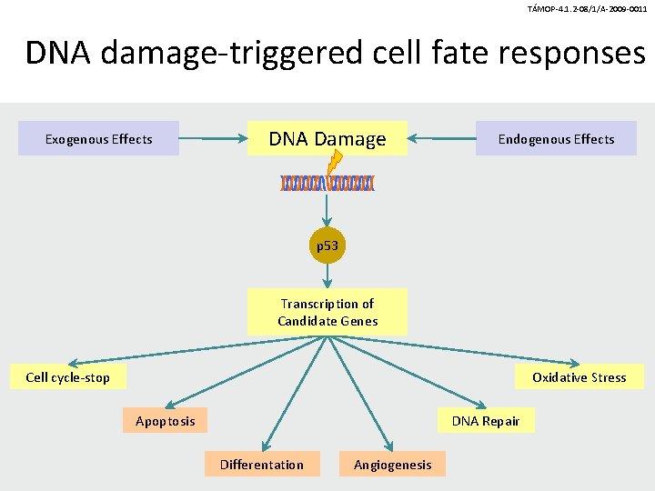 TÁMOP-4. 1. 2 -08/1/A-2009 -0011 DNA damage-triggered cell fate responses Exogenous Effects DNA Damage TÁMOP-4. 1. 2 -08/1/A-2009 -0011 DNA damage-triggered cell fate responses Exogenous Effects DNA Damage