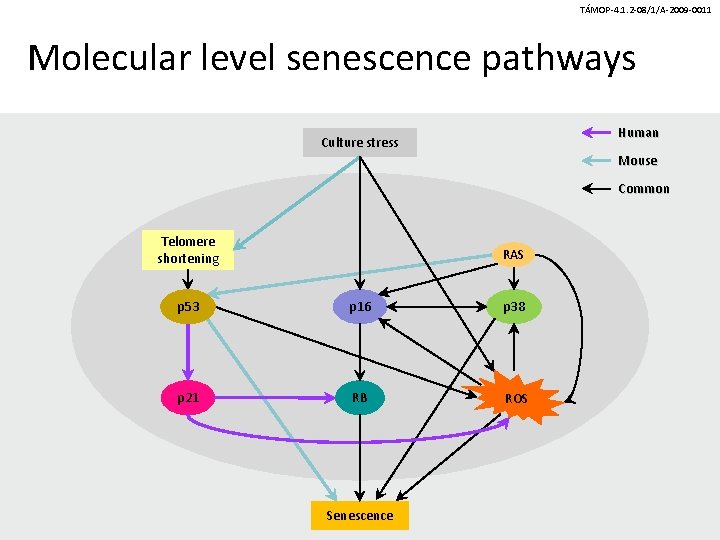TÁMOP-4. 1. 2 -08/1/A-2009 -0011 Molecular level senescence pathways Human Culture stress Mouse Common