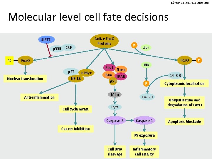 TÁMOP-4. 1. 2 -08/1/A-2009 -0011 Molecular level cell fate decisions Active Fox. O Proteins