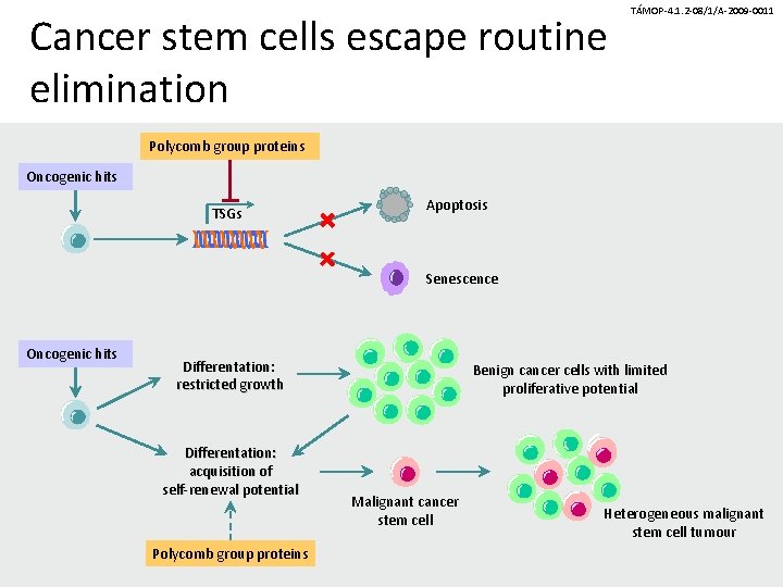 Cancer stem cells escape routine elimination TÁMOP-4. 1. 2 -08/1/A-2009 -0011 Polycomb group proteins Cancer stem cells escape routine elimination TÁMOP-4. 1. 2 -08/1/A-2009 -0011 Polycomb group proteins