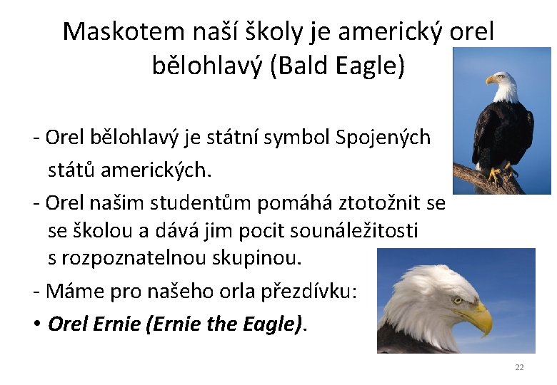 Maskotem naší školy je americký orel bělohlavý (Bald Eagle) - Orel bělohlavý je státní Maskotem naší školy je americký orel bělohlavý (Bald Eagle) - Orel bělohlavý je státní