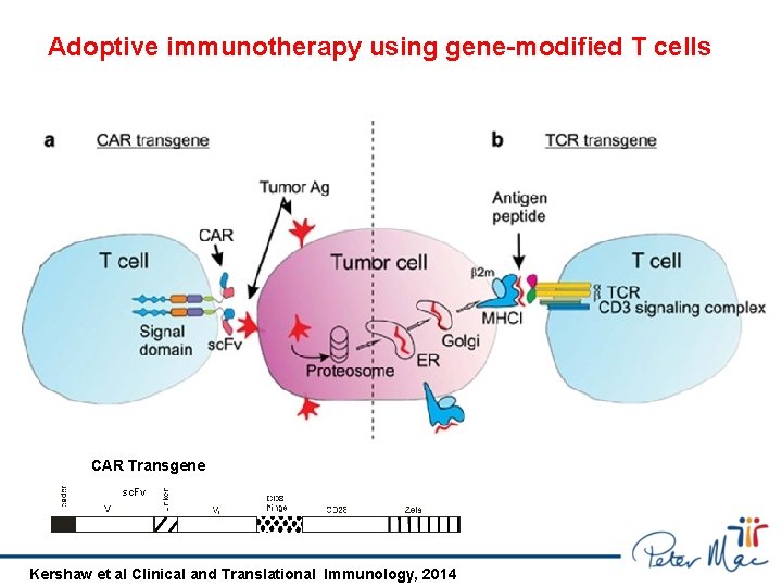 Enhancing CAR T cell therapy for cancer Phil