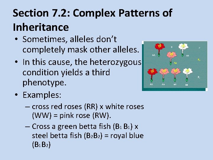 Section 7. 2: Complex Patterns of Inheritance • Sometimes, alleles don’t completely mask other