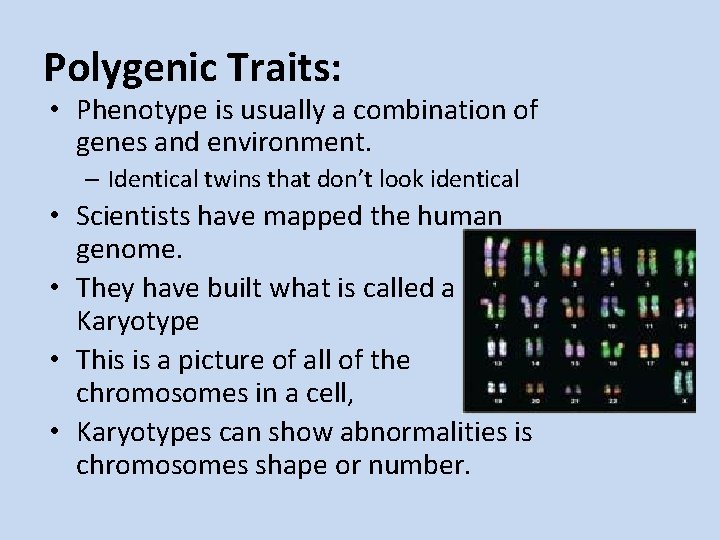 Polygenic Traits: • Phenotype is usually a combination of genes and environment. – Identical
