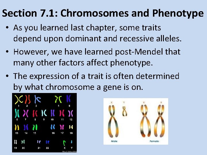 Section 7. 1: Chromosomes and Phenotype • As you learned last chapter, some traits