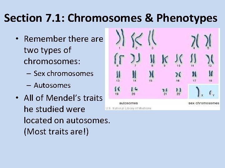 Section 7. 1: Chromosomes & Phenotypes • Remember there are two types of chromosomes: