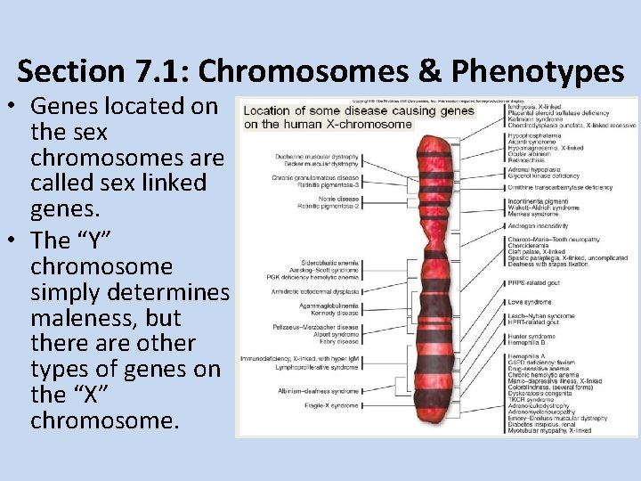 Section 7. 1: Chromosomes & Phenotypes • Genes located on the sex chromosomes are