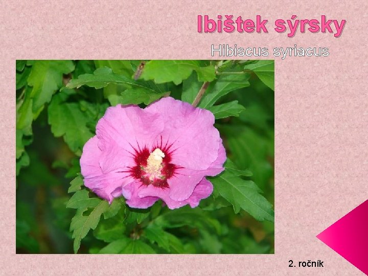 Ibištek sýrsky Hibiscus syriacus 2. ročník 