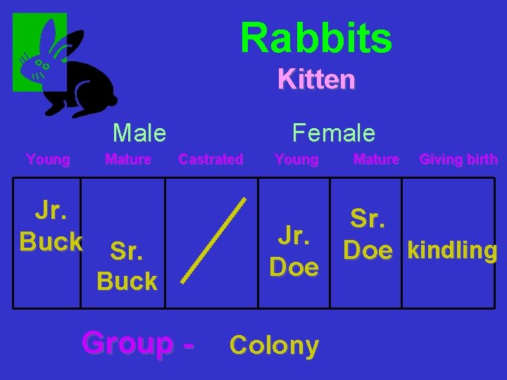 Rabbits Kitten Male Young Mature Female Castrated Jr. Buck Sr. Buck Group - Young