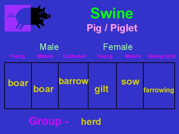 Swine Pig / Piglet Male Young boar Mature boar Female Castrated barrow Group -