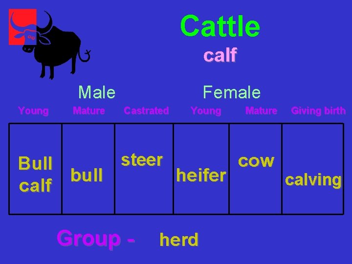 Cattle calf Male Young Mature Female Castrated Young Mature Giving birth steer cow Bull