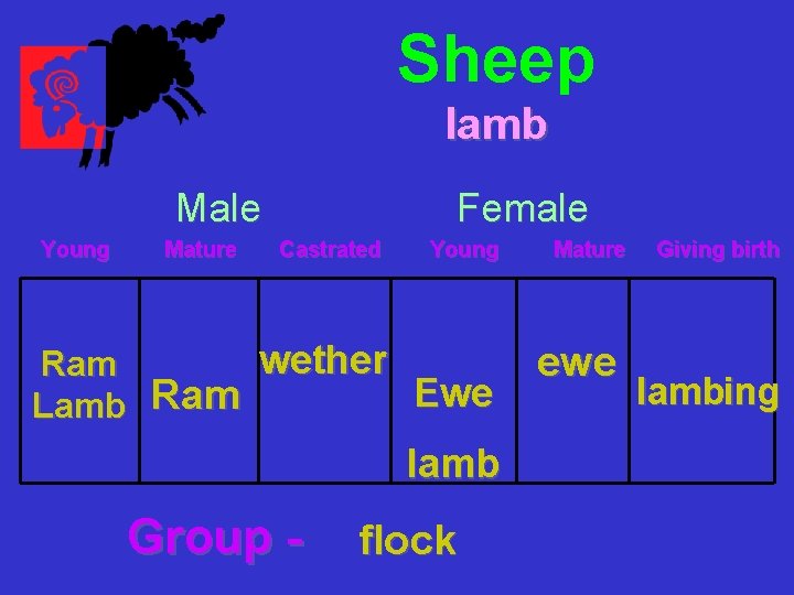 Sheep lamb Male Young Mature Female Castrated Young wether Ram Ewe Lamb Ram lamb