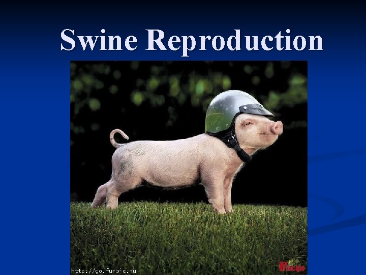 Swine Reproduction 