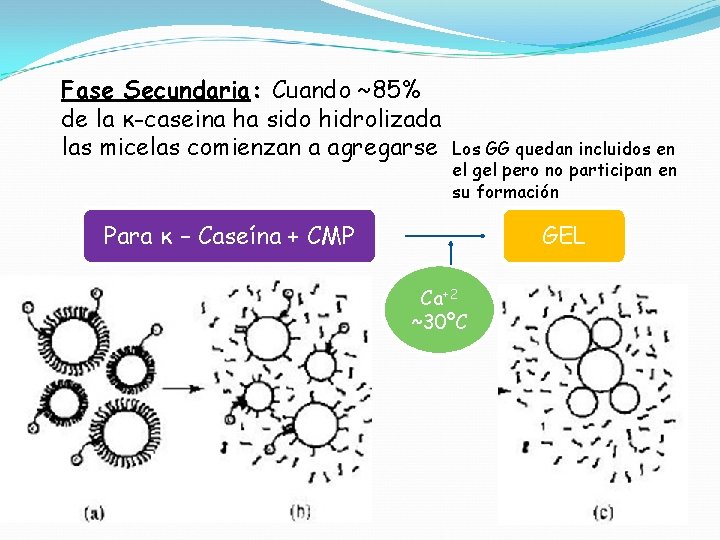 Fase Secundaria: Cuando ~85% de la κ-caseina ha sido hidrolizada las micelas comienzan a