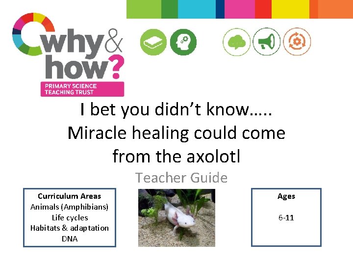 I bet you didn’t know…. . Miracle healing could come from the axolotl Teacher