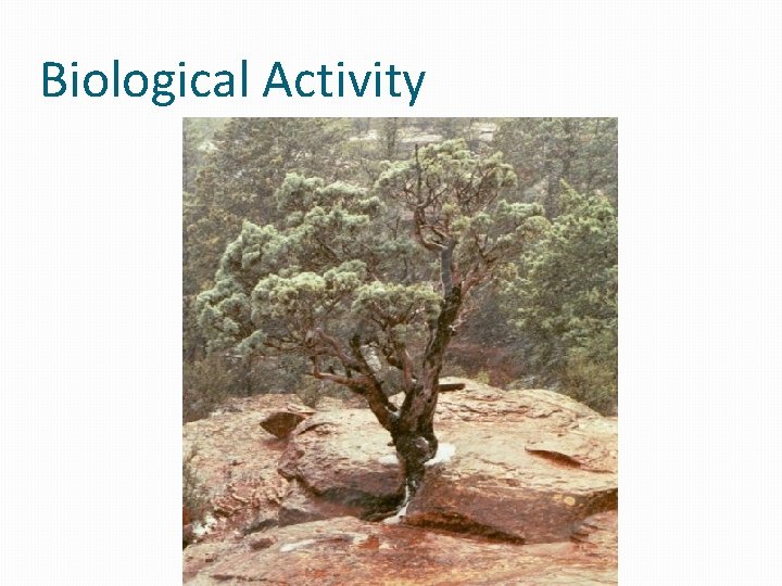 Biological Activity Biological Activity