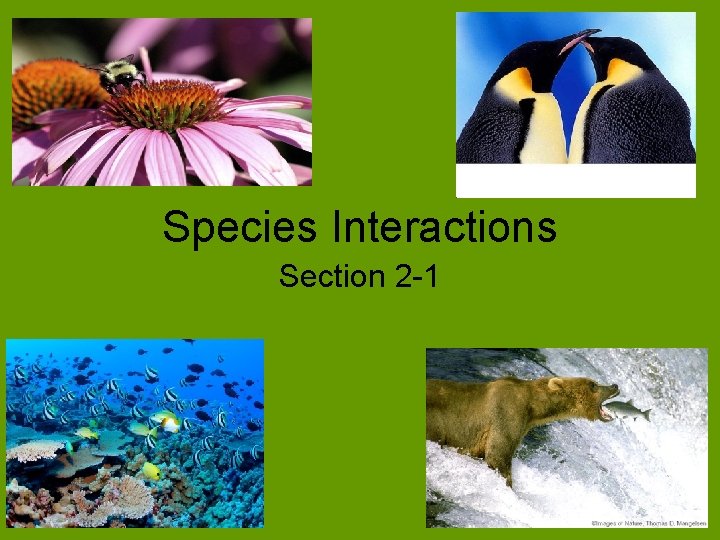 Species Interactions Section 2 -1 