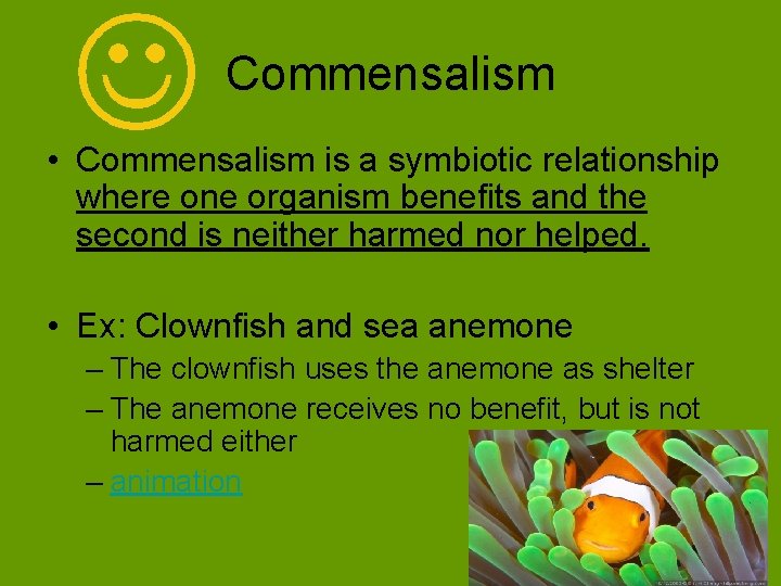 Commensalism • Commensalism is a symbiotic relationship where one organism benefits and the second