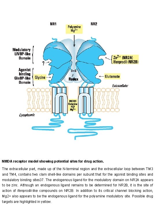 NMDA receptor model showing potential sites for drug action. The extracellular part, made up