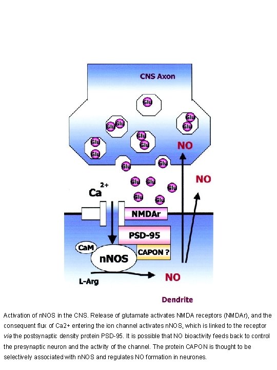 Activation of n. NOS in the CNS. Release of glutamate activates NMDA receptors (NMDAr),