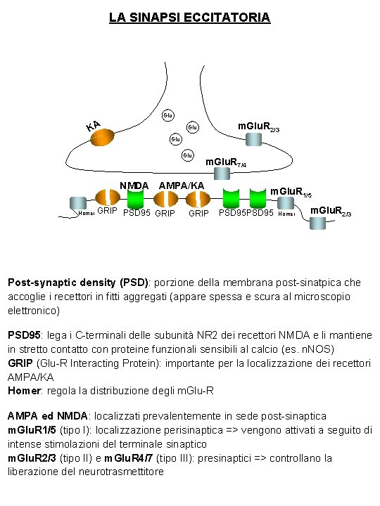 LA SINAPSI ECCITATORIA Glu KA m. Glu. R 2/3 Glu Glu m. Glu. R