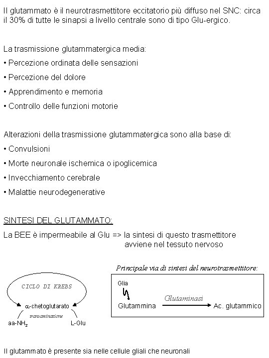 Il glutammato è il neurotrasmettitore eccitatorio più diffuso nel SNC: circa il 30% di