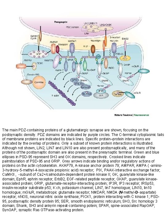 The main PDZ-containing proteins of a glutamatergic synapse are shown, focusing on the postsynaptic