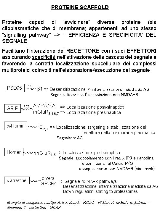 PROTEINE SCAFFOLD Proteine capaci di “avvicinare” diverse proteine (sia citoplasmatiche di membrana) appartenenti ad