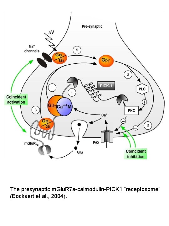 The presynaptic m. Glu. R 7 a-calmodulin-PICK 1 “receptosome” (Bockaert et al. , 2004).