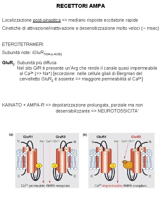 RECETTORI AMPA Localizzazione post-sinaptica => mediano risposte eccitatorie rapide Cinetiche di attivazione/inattivazione e desensitizzazione