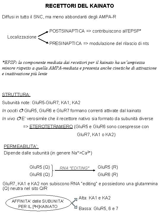 RECETTORI DEL KAINATO Diffusi in tutto il SNC, ma meno abbondanti degli AMPA-R POSTSINAPTICA