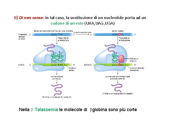 II) Di non senso: in tal caso, la sostituzione di un nucleotide porta ad
